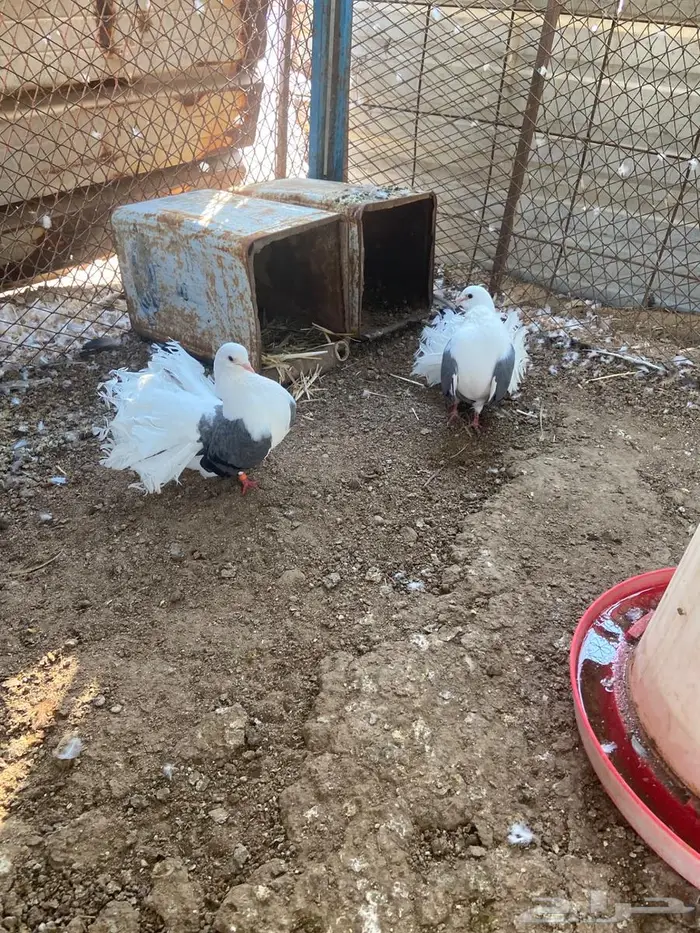 جوز منتج رقاص هولندي مكتف ماشاءالله 3