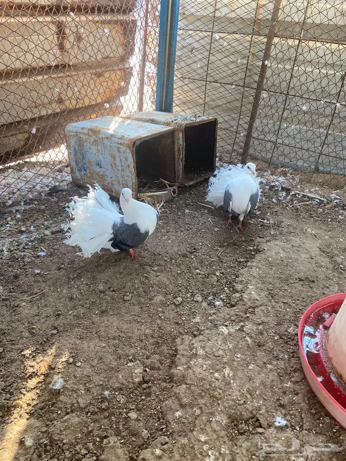 جوز منتج رقاص هولندي مكتف ماشاءالله 2