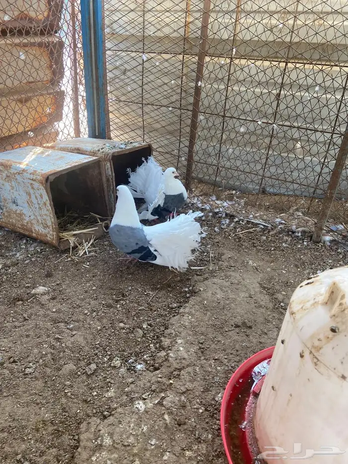 جوز منتج رقاص هولندي مكتف ماشاءالله 5