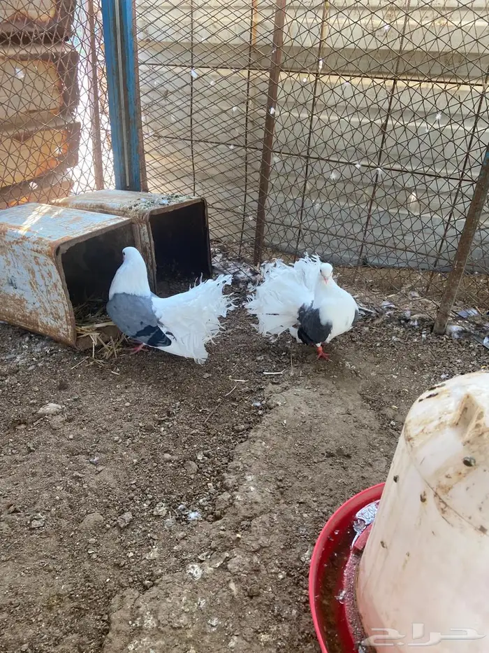 جوز منتج رقاص هولندي مكتف ماشاءالله 4