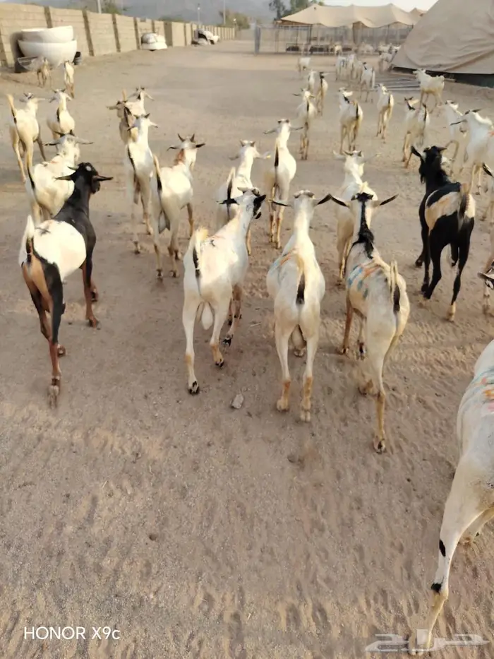 تيوس وبرابر نخب أول بأسعار الجملة 4