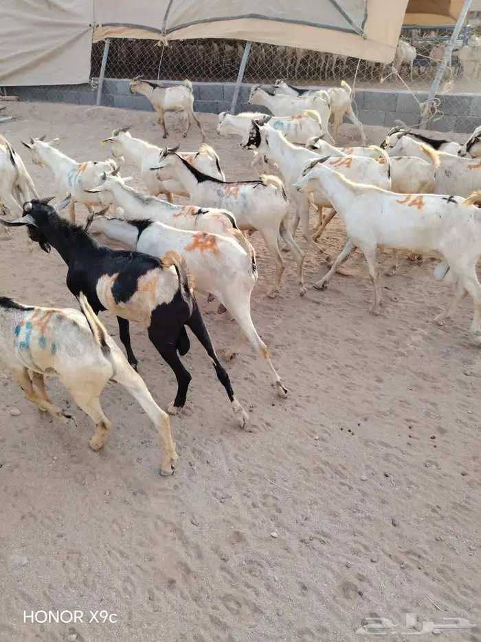 تيوس وبرابر نخب أول بأسعار الجملة 2