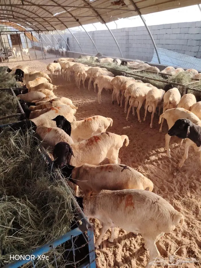 تيوس وبرابر نخب أول بأسعار الجملة 0