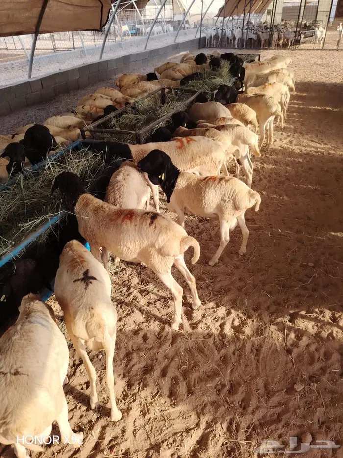 تيوس وبرابر نخب أول بأسعار الجملة 3