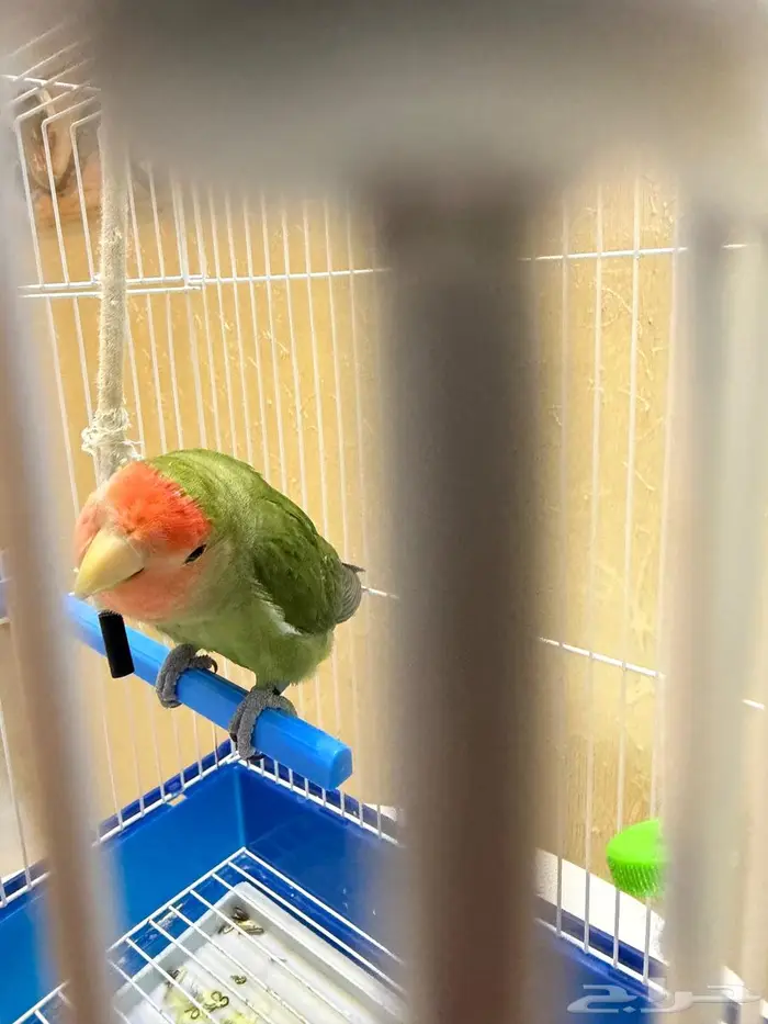 ببغاء روز مكه 1