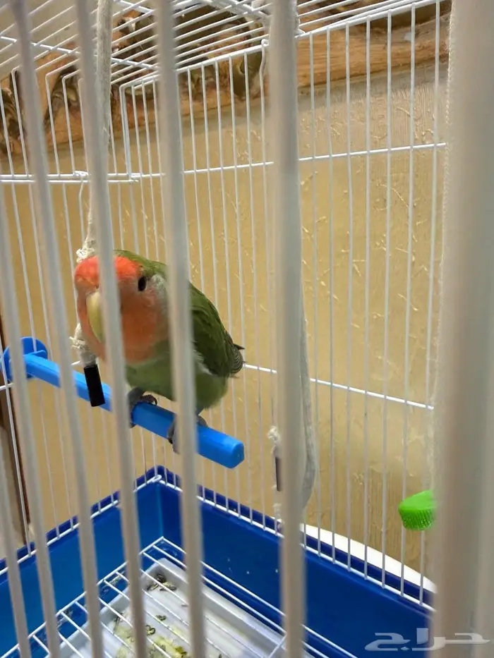 ببغاء روز مكه 0