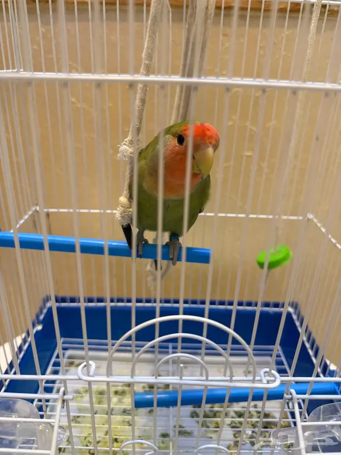 ببغاء روز مكه 2