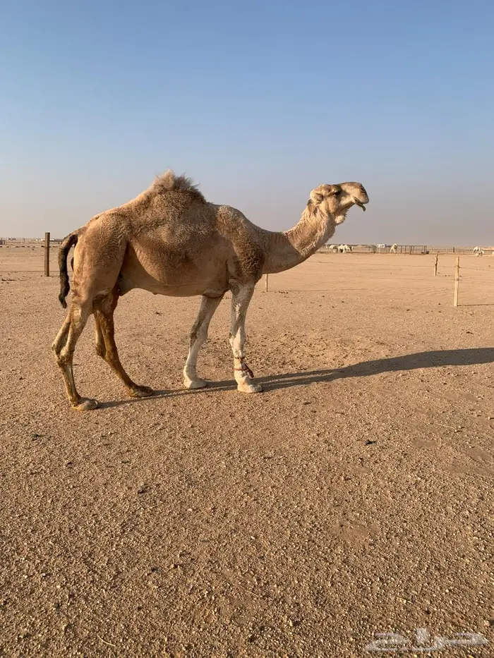 بعير فحل للبيع 0