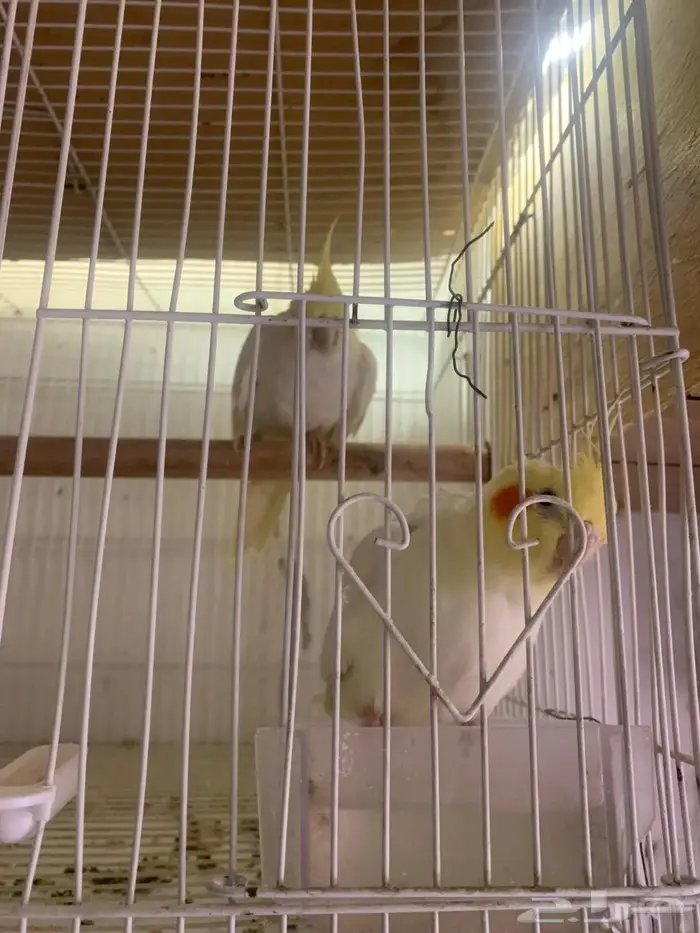 زوج كروان للبيع 2