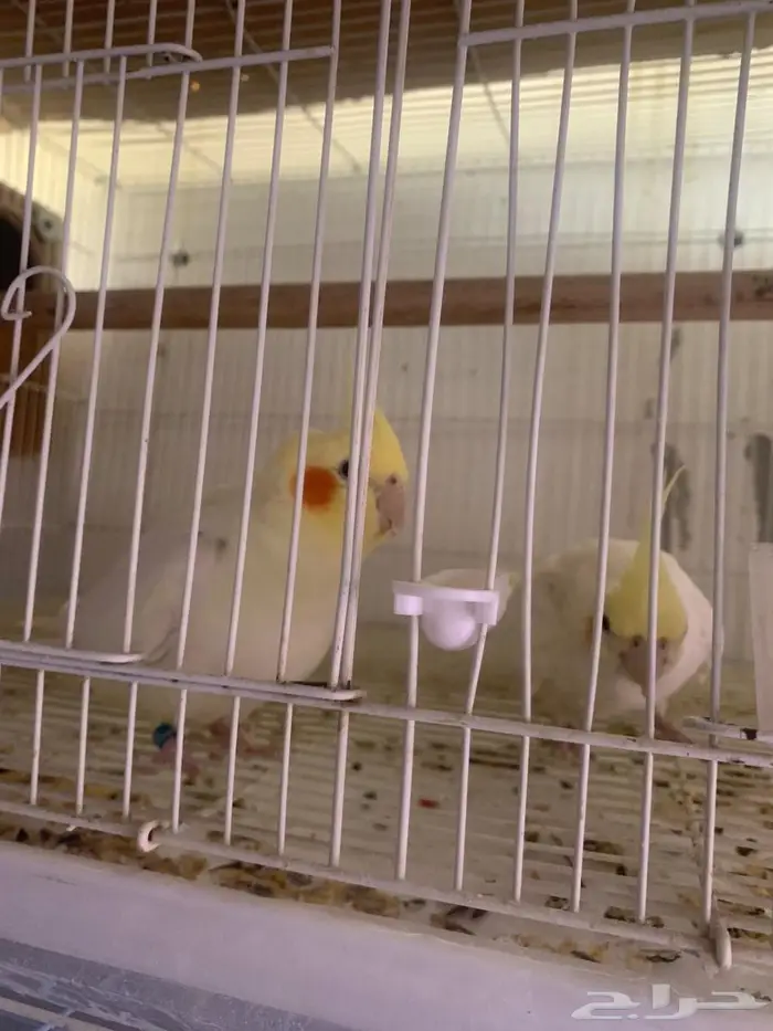 زوج كروان للبيع 3