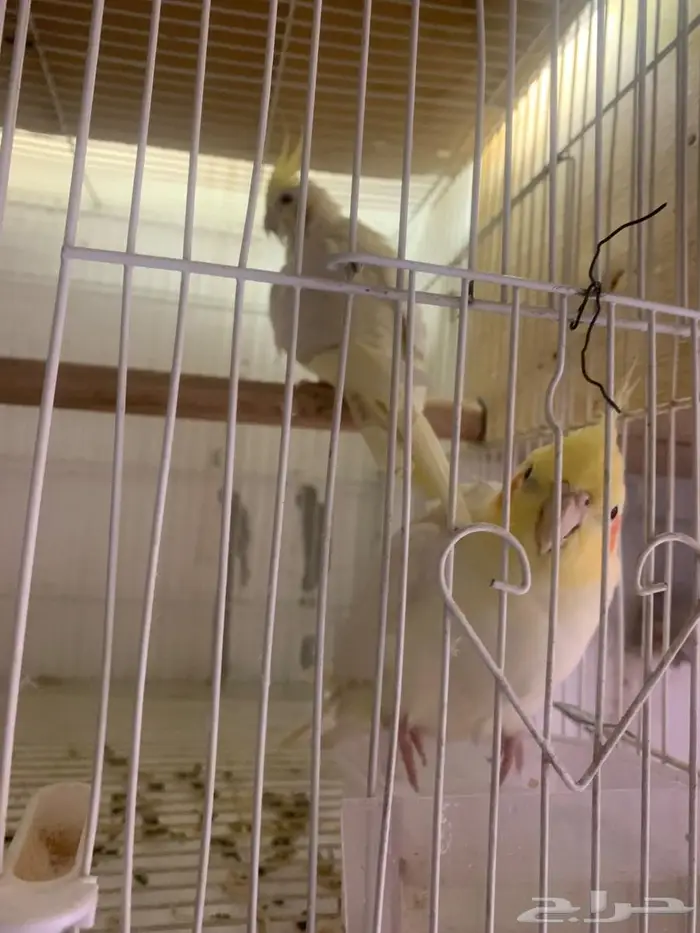 زوج كروان للبيع 0