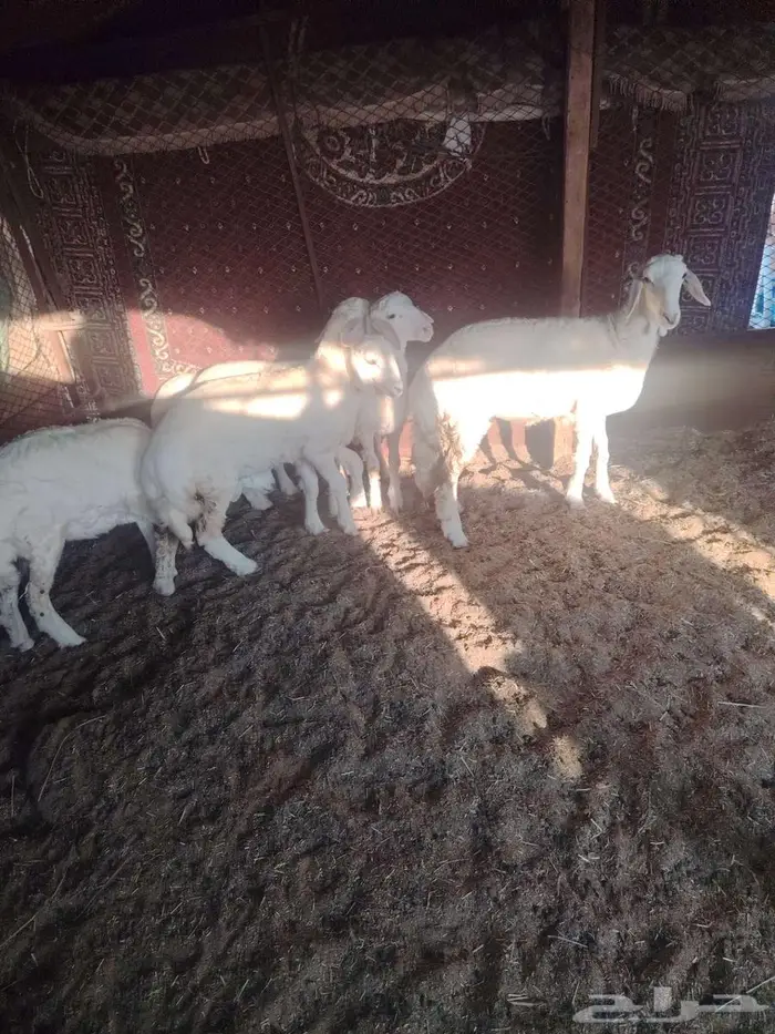 خوف 2في تلي رخل3 0