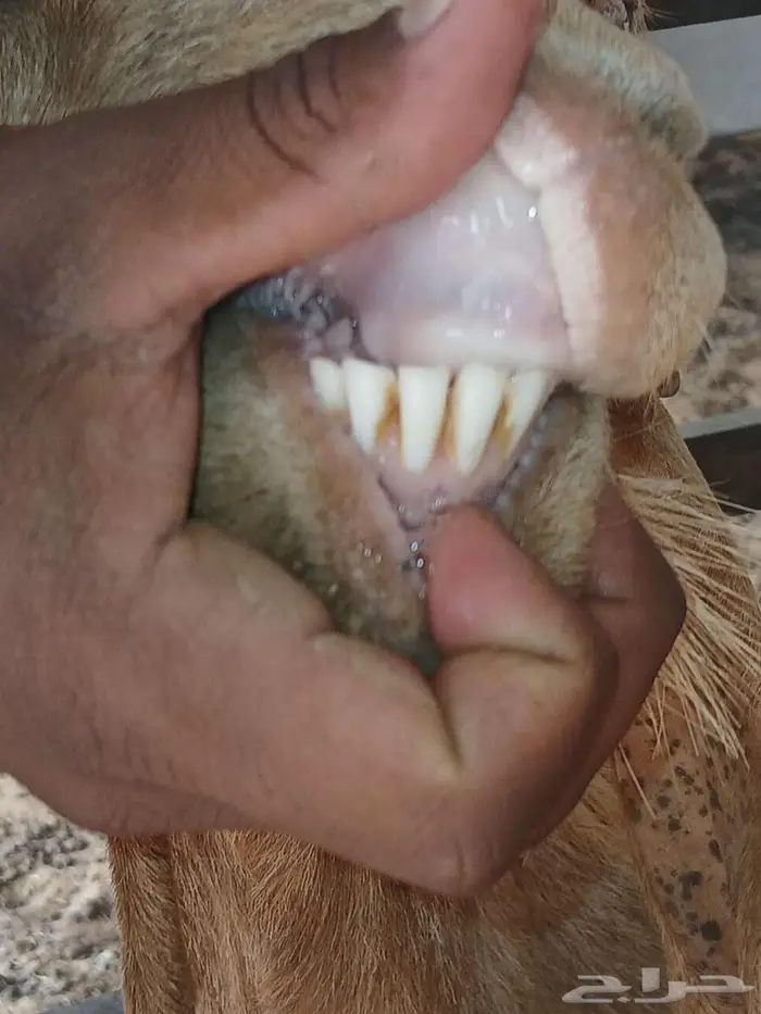 عنز تحتها توم 0