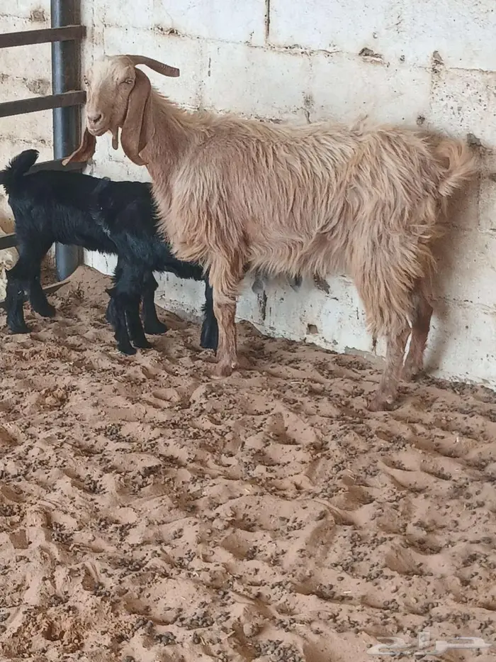 عنز تحتها توم 1