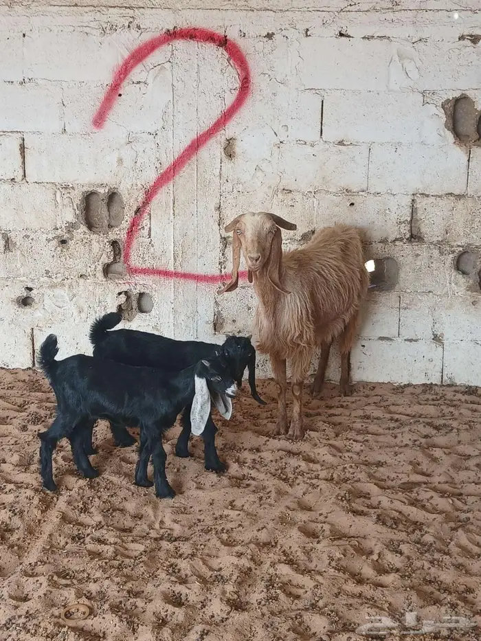 عنز تحتها توم 2