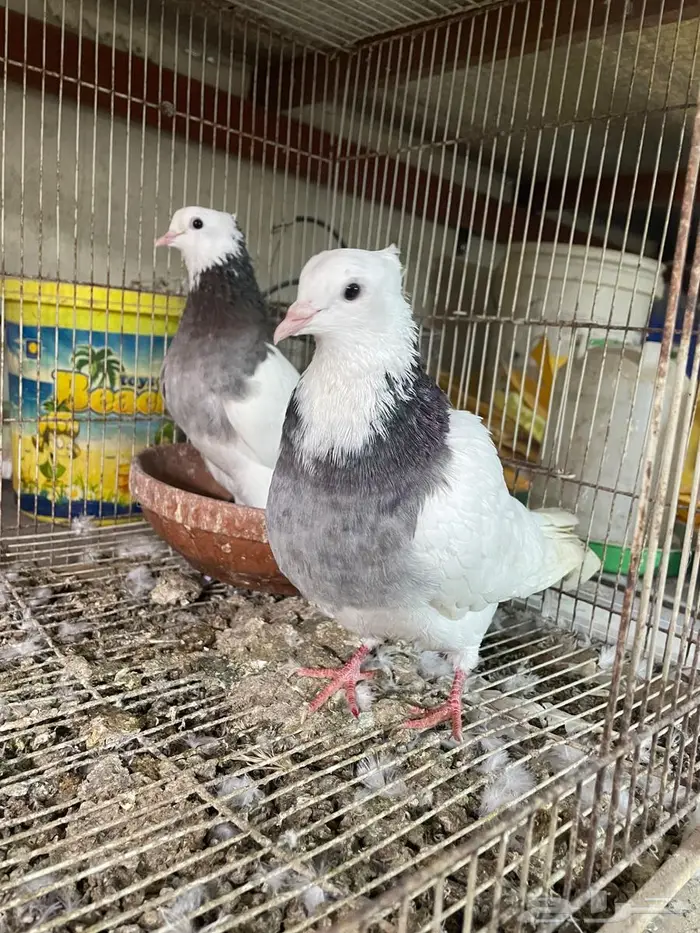 حمام ايراني 1