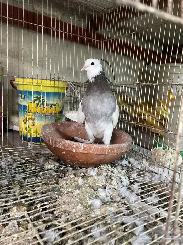 حمام ايراني 0