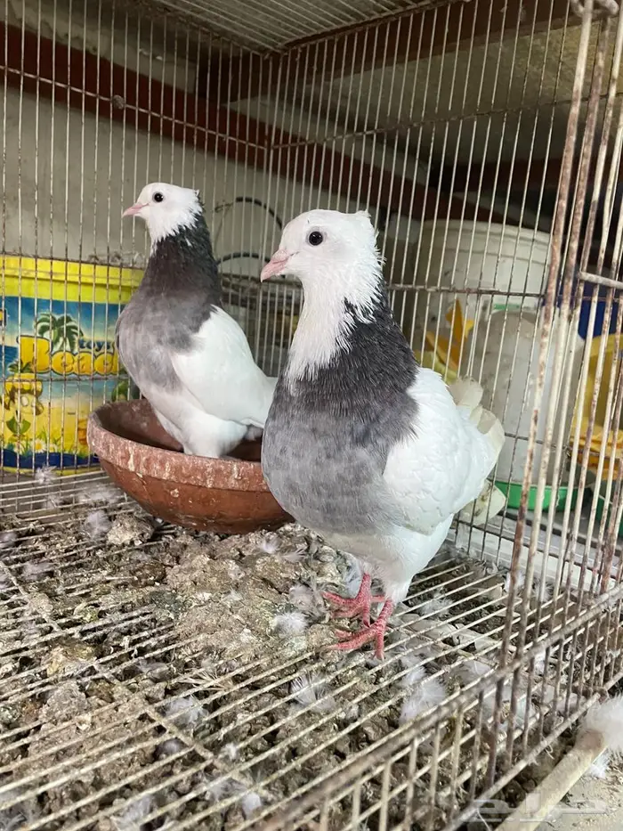 حمام ايراني 2