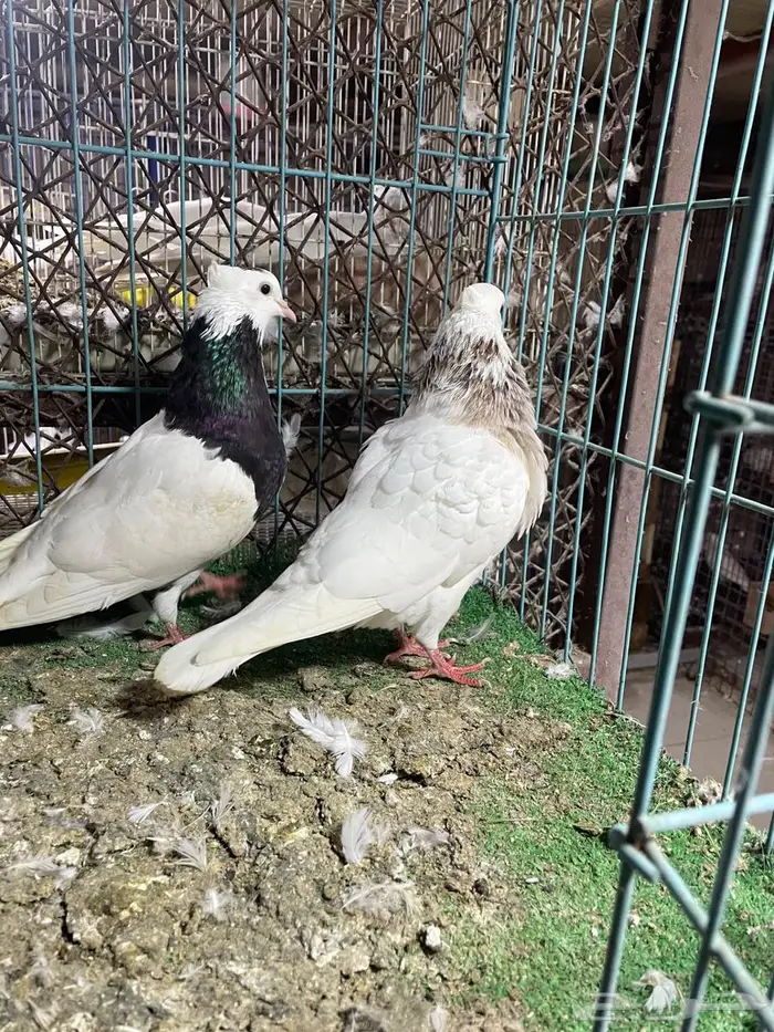 حمام ايراني 3