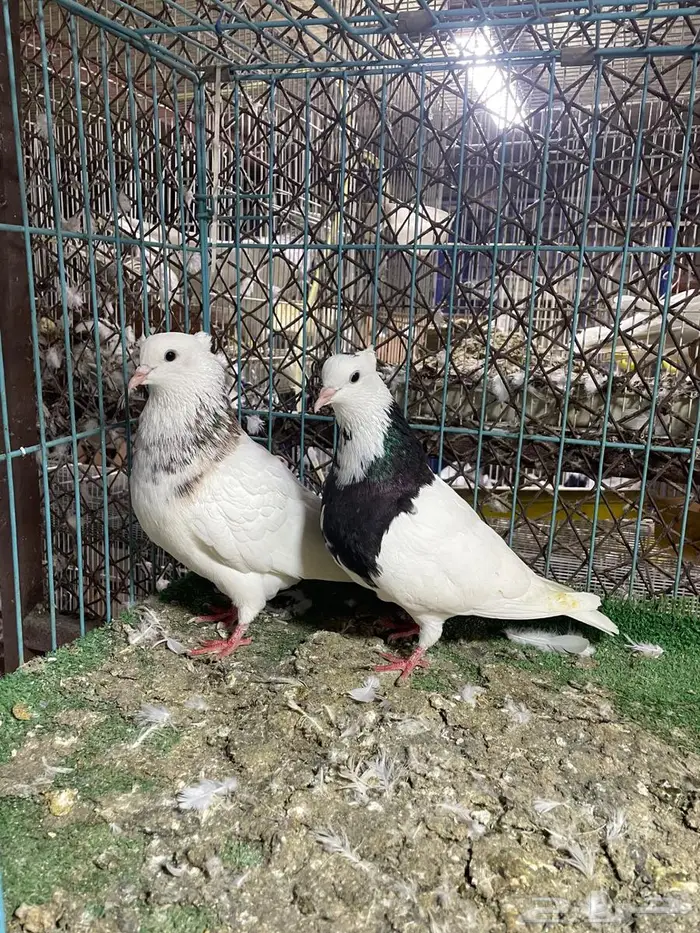 حمام ايراني 4