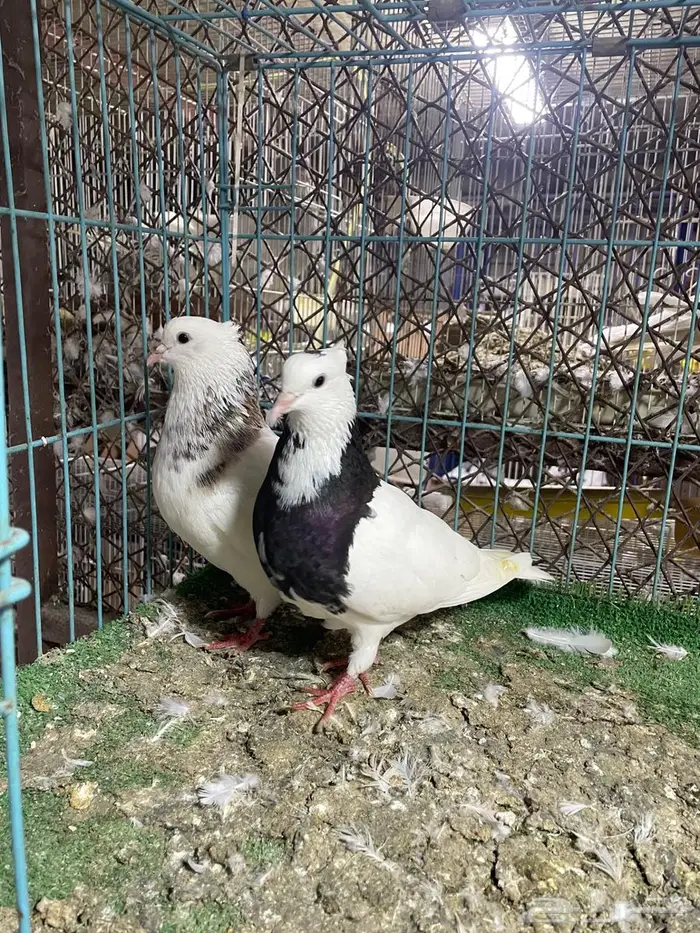 حمام ايراني 5