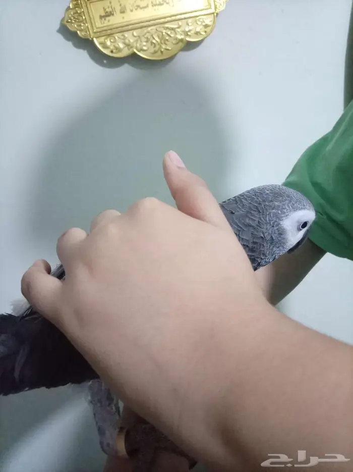 انثي كاسكو اليفةمتكلمةمحللةبشهادةللبيع او بدل بامازوني 10