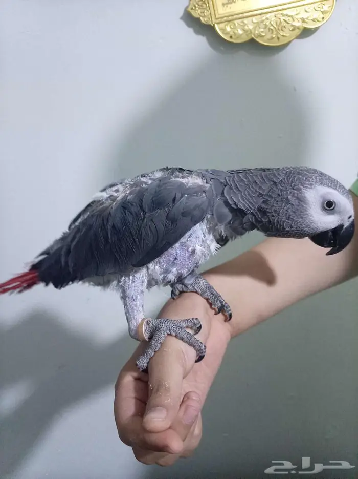 انثي كاسكو اليفةمتكلمةمحللةبشهادةللبيع او بدل بامازوني 7