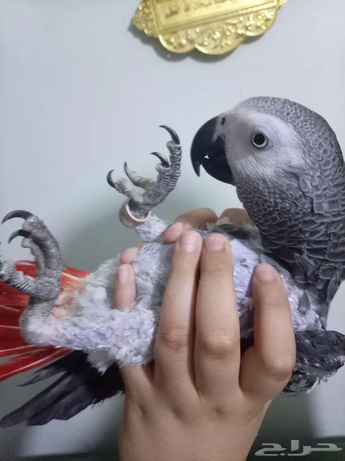 انثي كاسكو اليفةمتكلمةمحللةبشهادةللبيع او بدل بامازوني 11