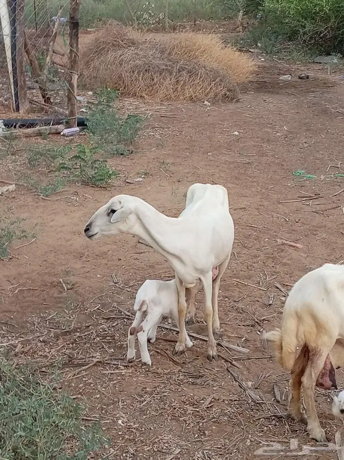 ضأن مقاني فواخر 1