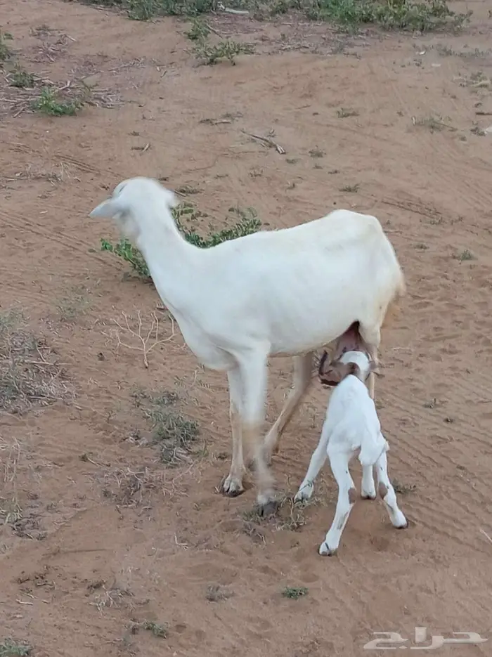 ضأن مقاني فواخر 2