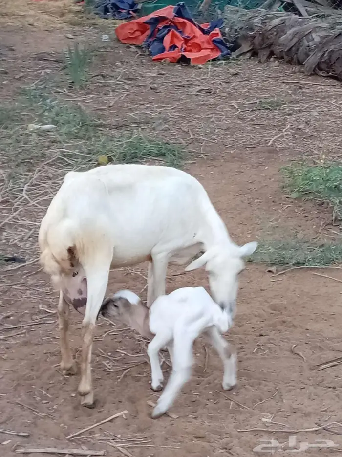 ضأن مقاني فواخر 3