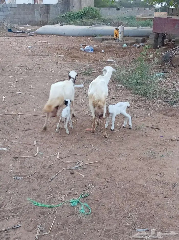 ضأن مقاني فواخر 4