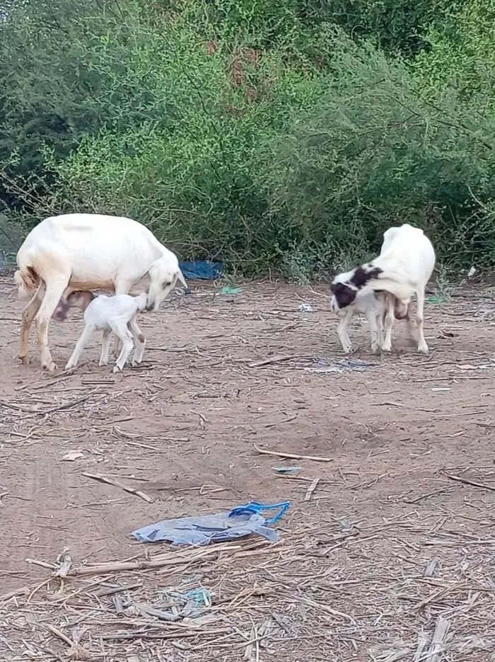 ضأن مقاني فواخر 5