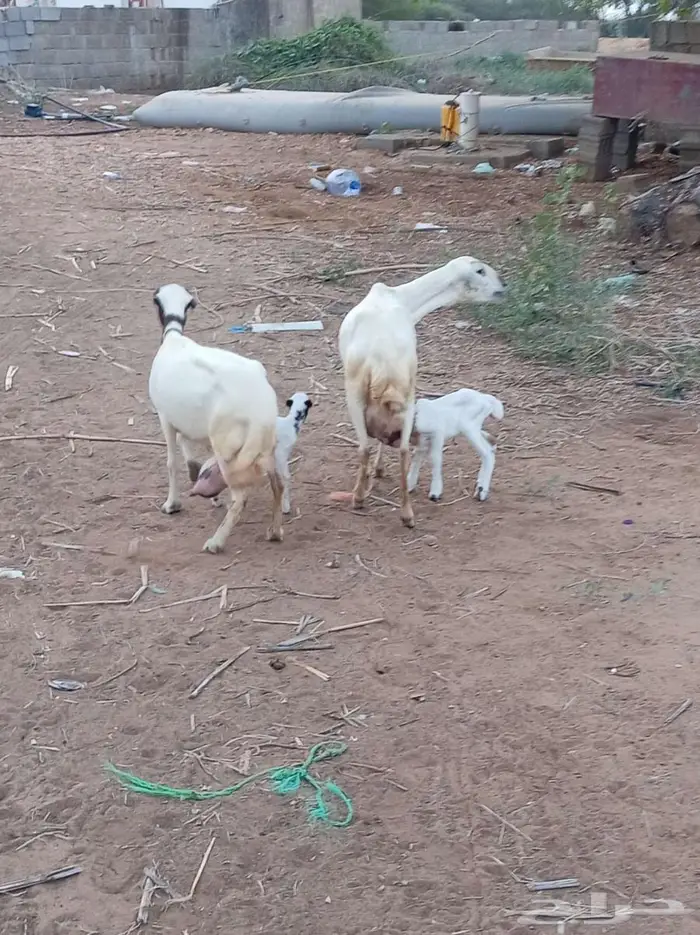 ضأن مقاني فواخر 6