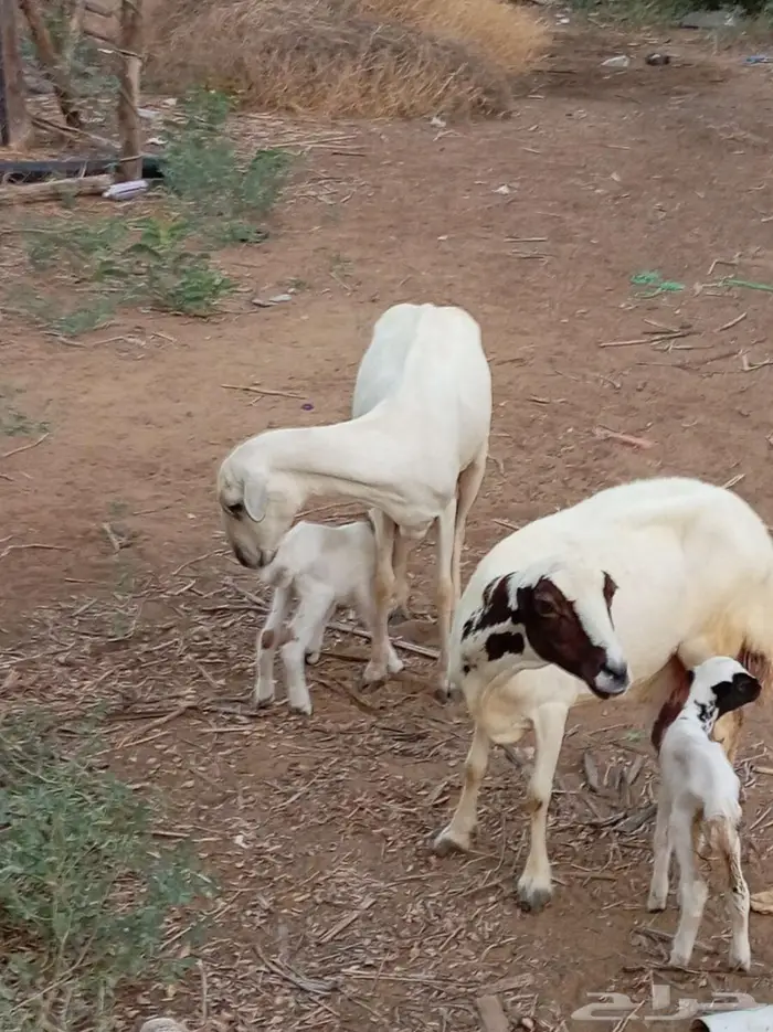 ضأن مقاني فواخر 7