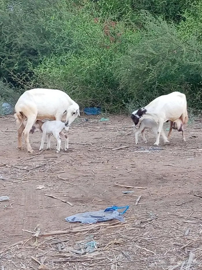 ضأن مقاني فواخر 8