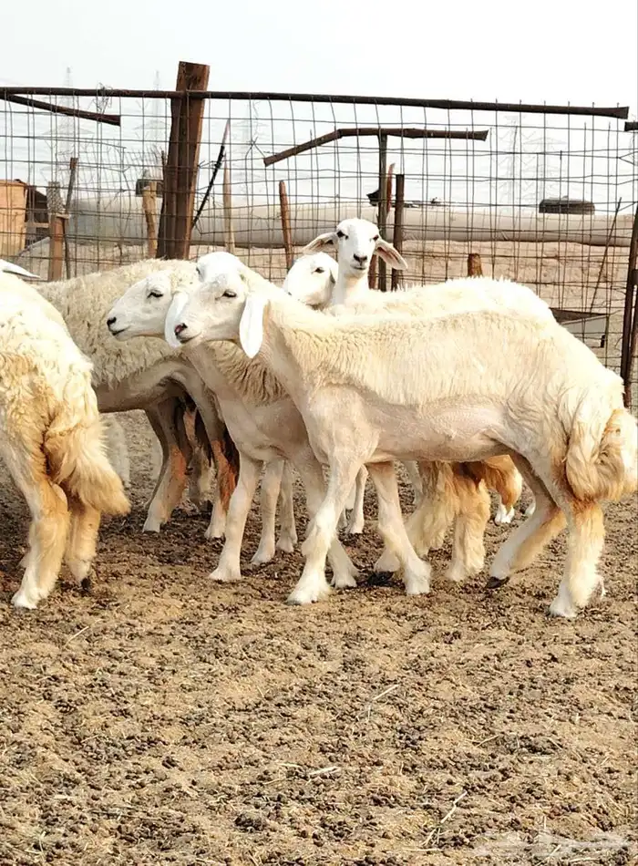 رخال حريات صنف الصنف 8