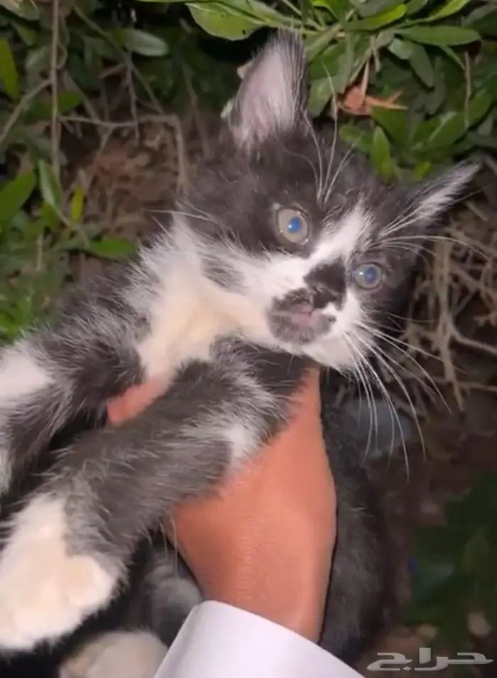 قطه صغيره كيتن للتبني 1
