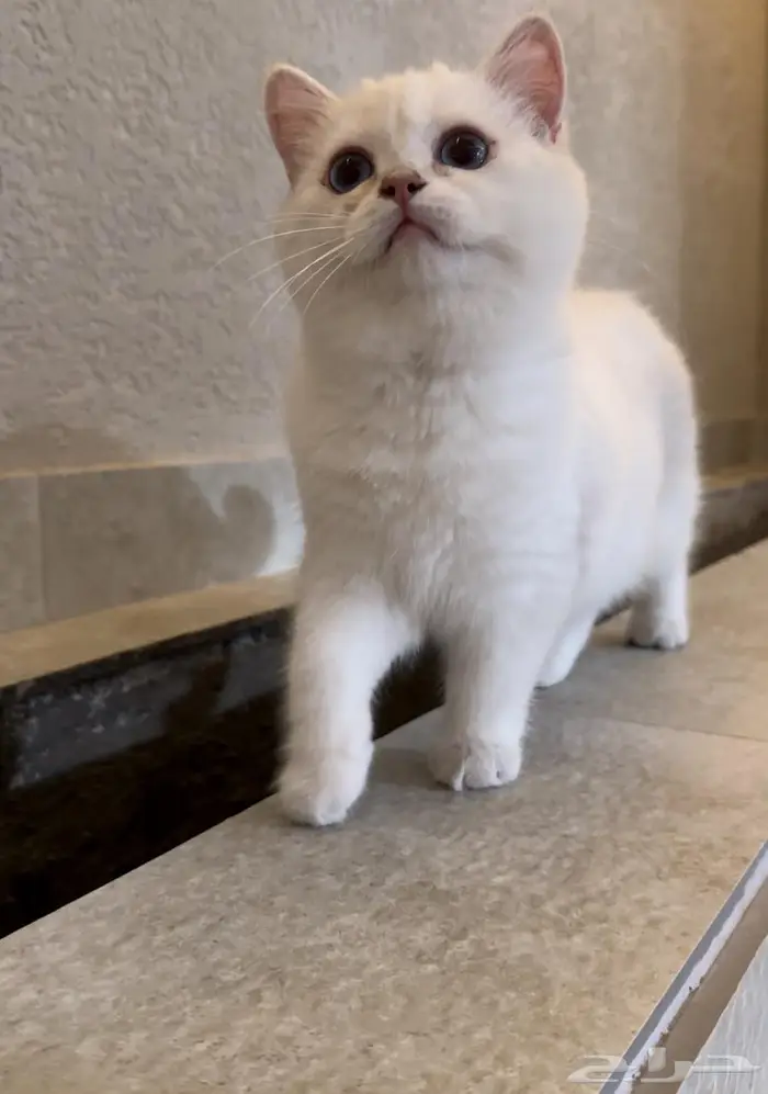 ذكر عيون زرقاء للبيع عمره سنه ونص 3