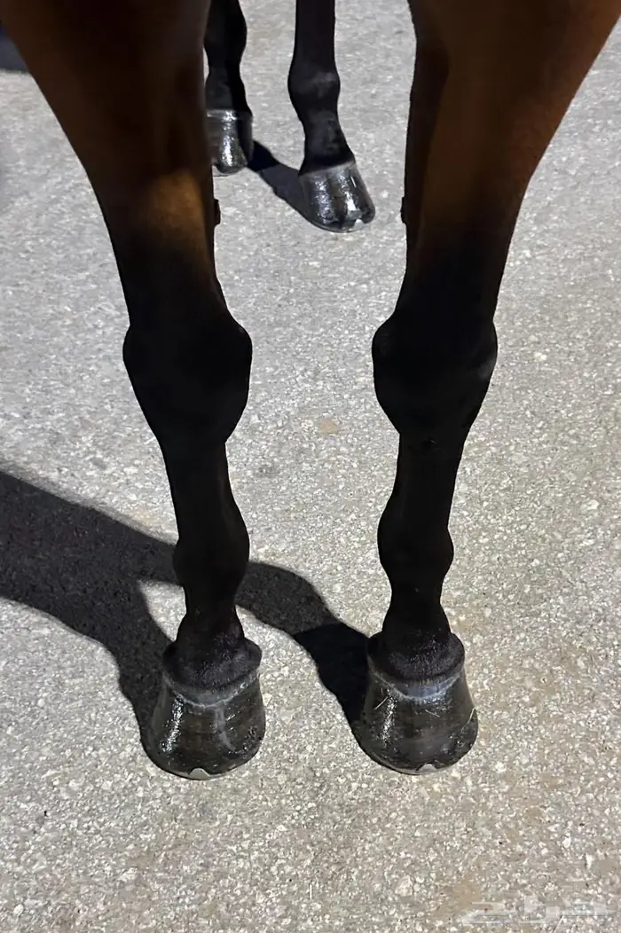 حصان واهو فرنسي للبيع 2