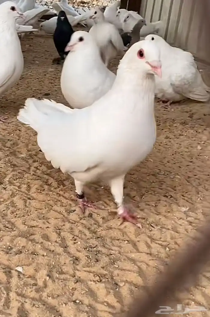 مطلوب حمام العدد مفتوح لايقل عن80 0