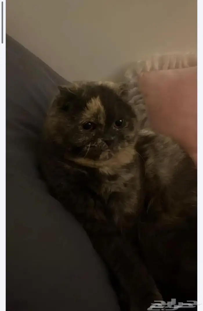 قطه سكوتش فولد للبيع عالسوم 2