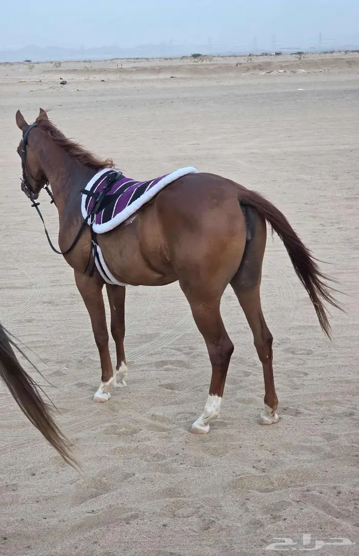 لبادات ركوب خيل جديدة 10