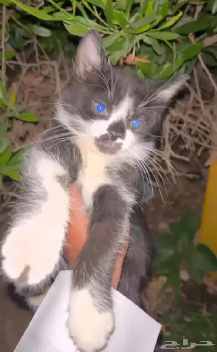 قطه صغيره كيتن للتبني 0