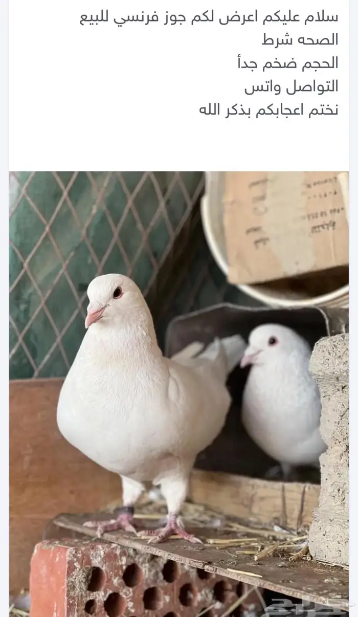 حمام فرنسي حجم جامبوا للبيع 0