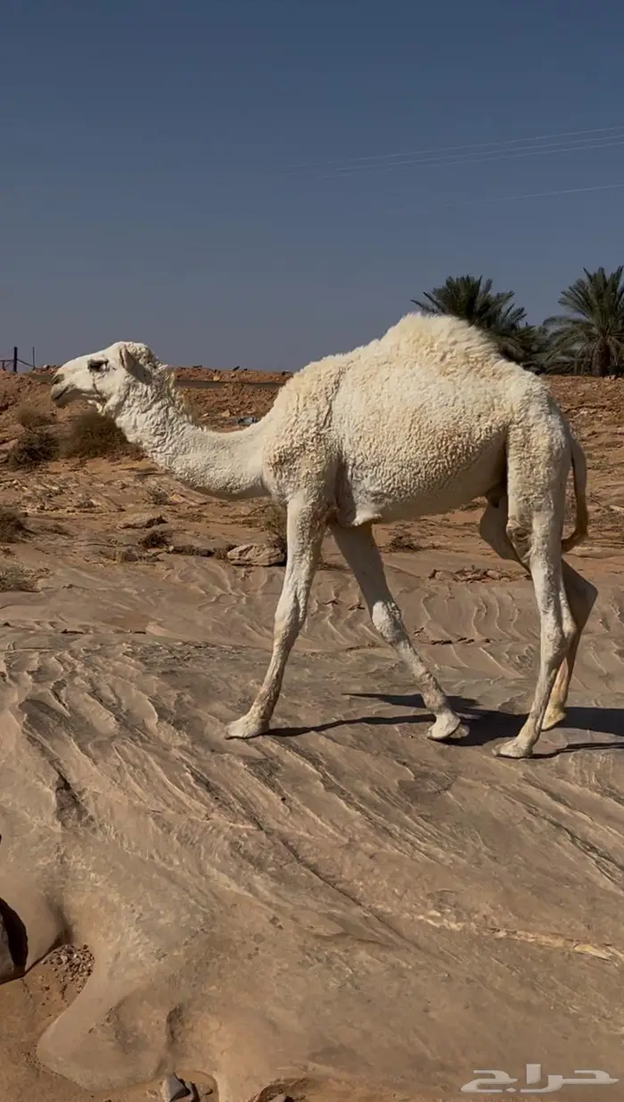 للبيع قعود رماني 0