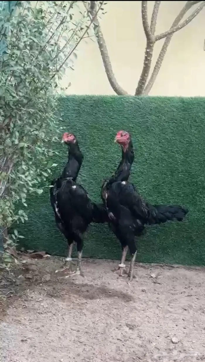 فرختين شامو الماني هزاز ( تم البيع ) 3