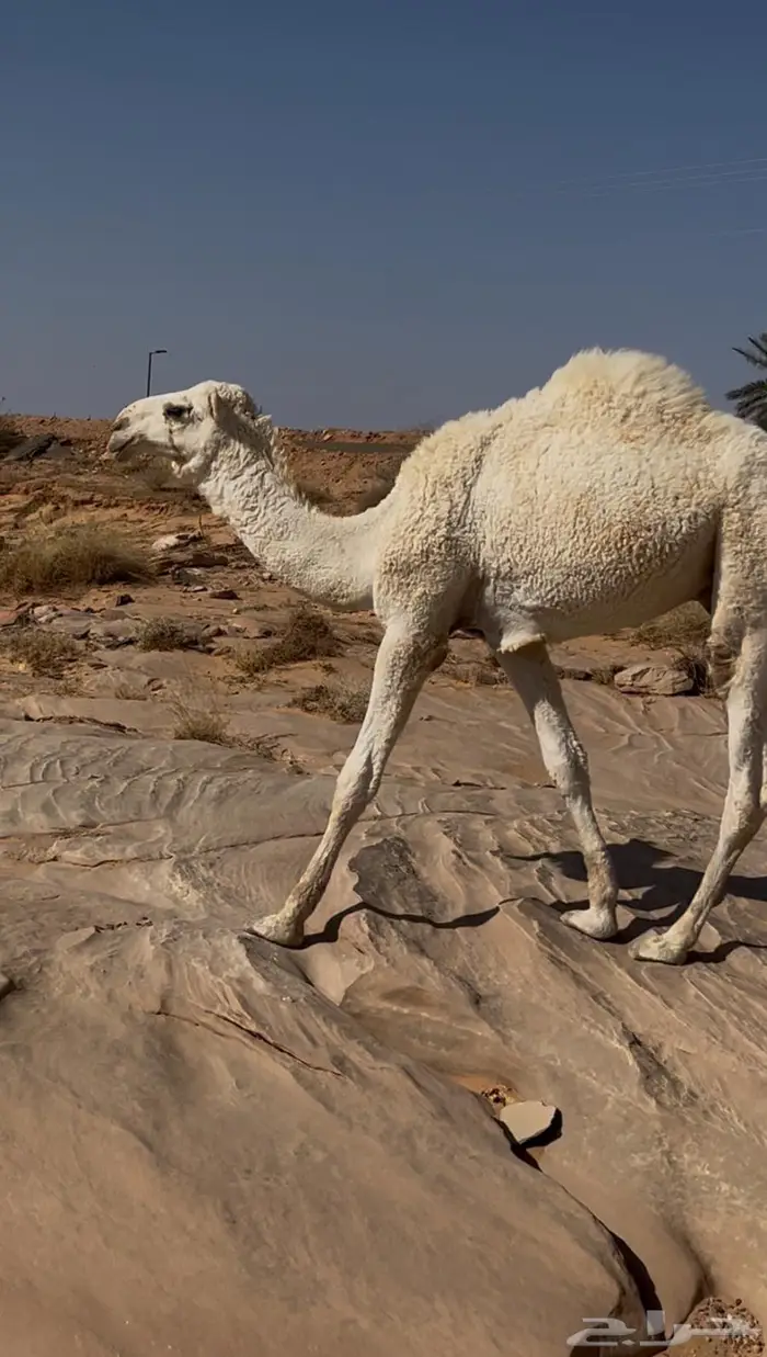 للبيع قعود رماني 1