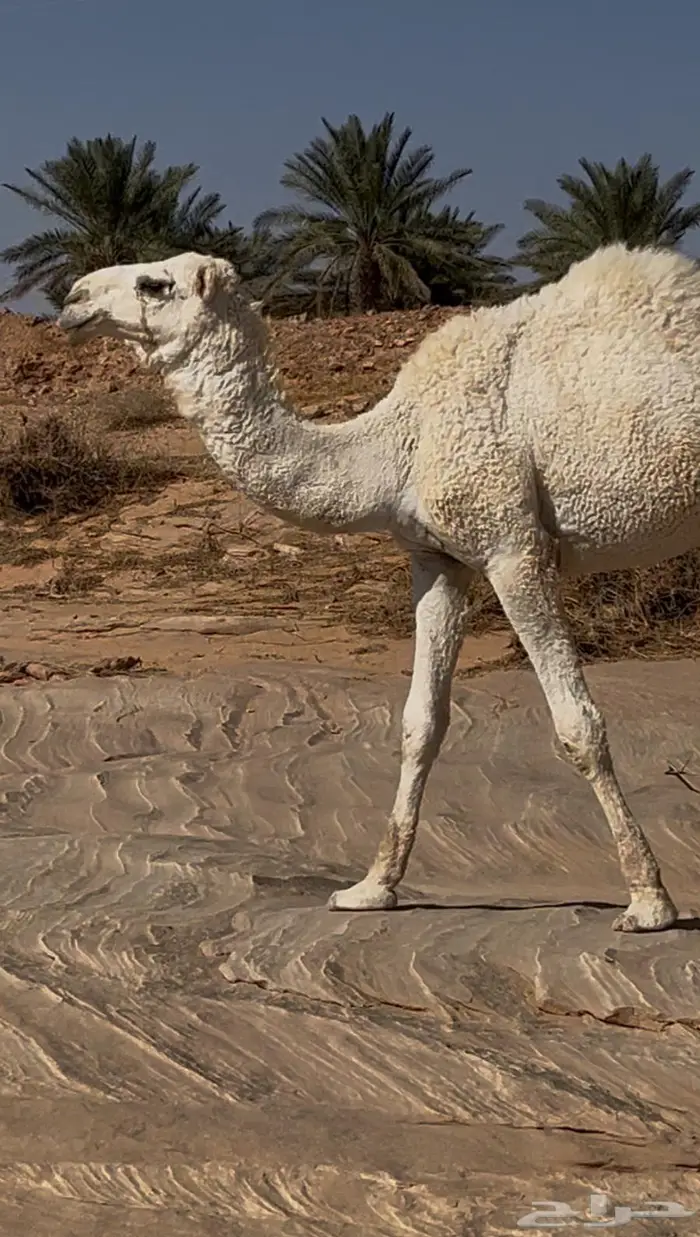 للبيع قعود رماني 2