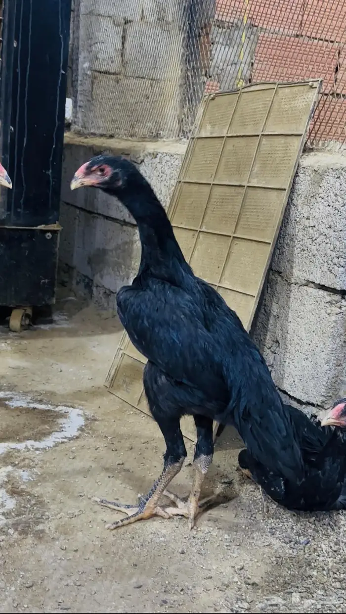 فرختين شامو الماني هزاز ( تم البيع ) 0